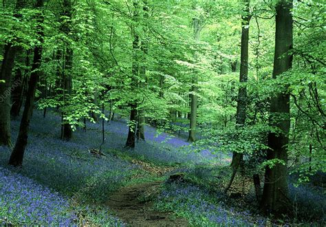 Bluebell Wood Stock Image B5700056 Science Photo Library