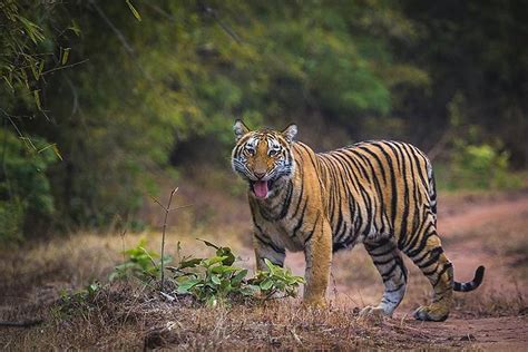 Tripadvisor Tiger Safari Au Parc National Bandhavgarh Propos Par