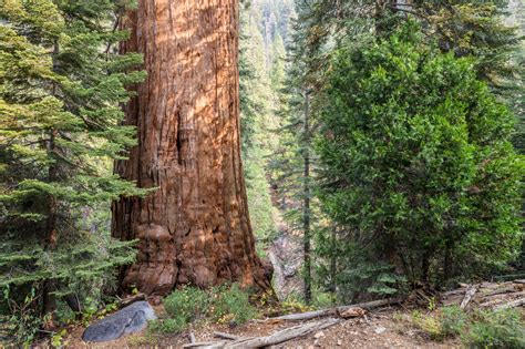 Conservation Group To Buy Worlds Largest Privately Owned Giant Sequoia