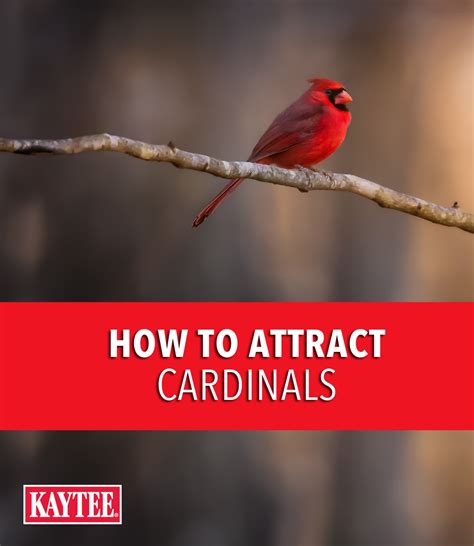 How To Attract Cardinals To Your Yard Read Our Blog For Information On