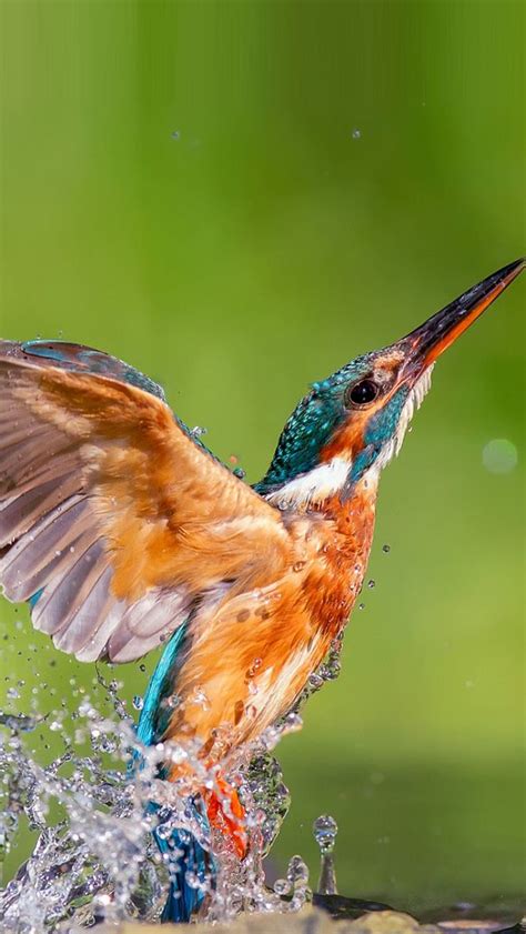 Kingfisher Bird Splash Flight Birds Of A Feather Flock Together