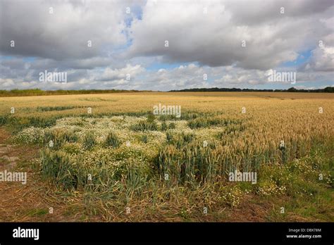 Wheat Field With Chamomile Hi Res Stock Photography And Images Alamy