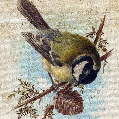 Free Download Vintage Birds Wallpaper Antique Rose Wallpaper 1000x1000