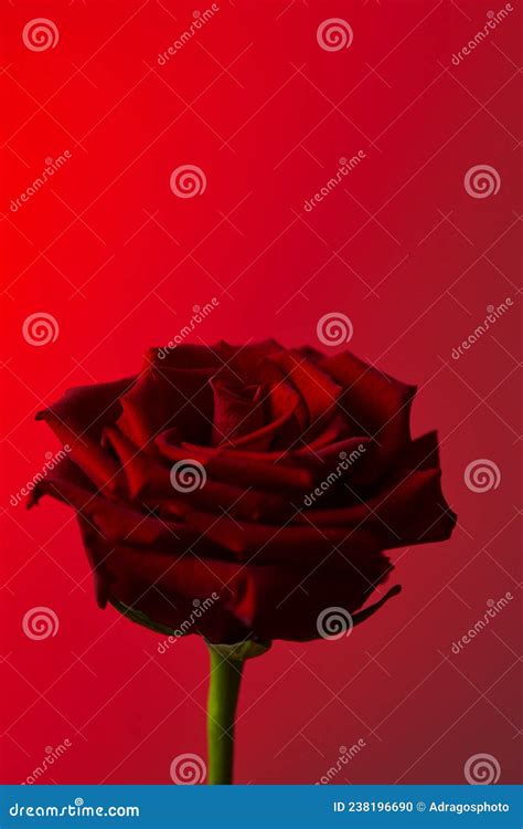 Red Rose Symbol Of Love And Romance Detail Close Up Of This Beautiful