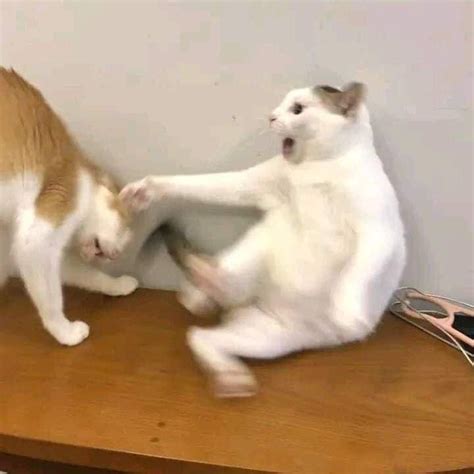 Two Cats Playing With Each Other On A Table