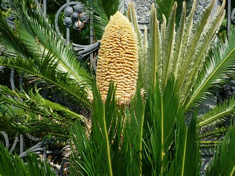 Palm Trees Flower Garden · Free Photo On Pixabay