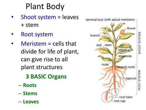 Ppt Plant Structure Leaves Stems Roots Powerpoint Presentation