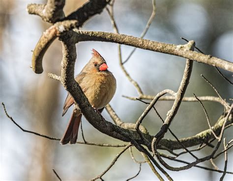 Northern Cardinal Free Stock Photo Public Domain Pictures