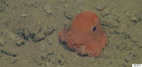 Worlds Cutest Pink Octopus May Be Named Adorabilis As Cephalopod