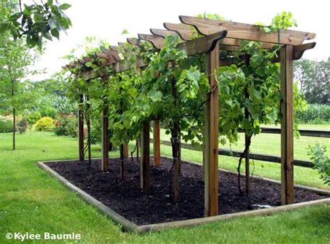 To make the most of this design, plant various flowering vines directly in front. Diy Grape Trellis Plans - WoodWorking Projects & Plans
