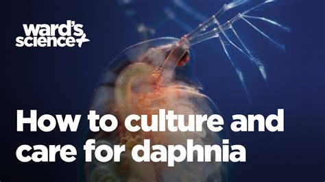 How To Culture And Care For Daphnia Youtube