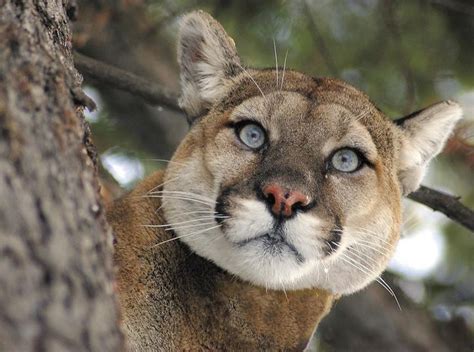 Update Multiple Cougar Sightings In Greater Victoria