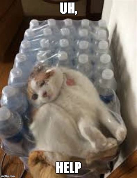 Cat Stuck In Bottles Imgflip