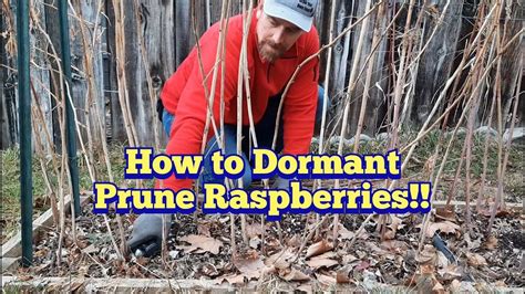 How To Dormant Spring Prune Summer Bearing Raspberries Youtube