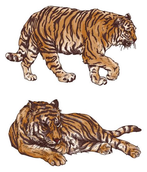 280 Two Tiger Stock Illustrations Royalty Free Vector Graphics And Clip