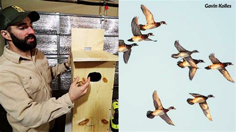 How To Build A Wood Duck House Nest Box Youtube