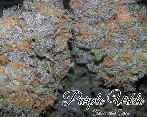 Purple Urkle Strain Information And Reviews Wheres Weed