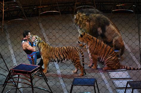 Animaux En Captivité Les Cirques Dénoncent Une Campagne De Dénigrement