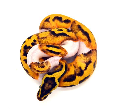 Orange Dream Yb Pastel Piebald Ball Python By Reptilekreations Morphmarket