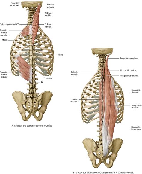 The extrinsic muscles that are associated with upper extremity and shoulder movement, and. Muscles - Atlas of Anatomy
