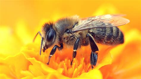 Fun Facts About Honey Bees — Seattles Favorite Garden Store Since 1924