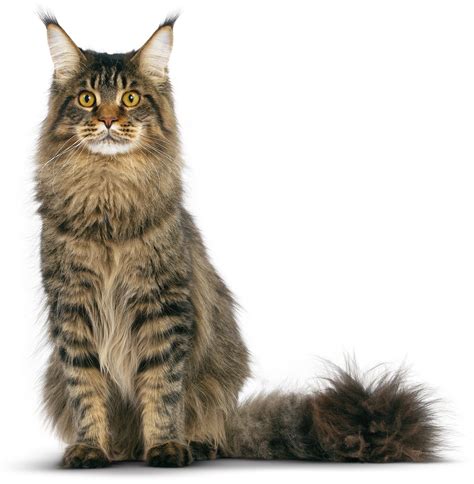 Kucing siam tradisional merupakan jenis kucing siamese terbesar dari beberapa jenis yang ada. Tabby Maine Coon Cat Photo