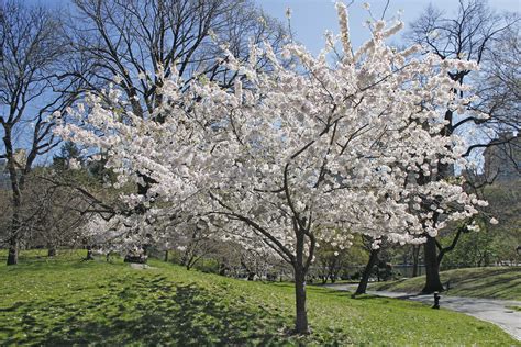 Central Park White Cherry Blossom Tree Friday March 30 Flickr