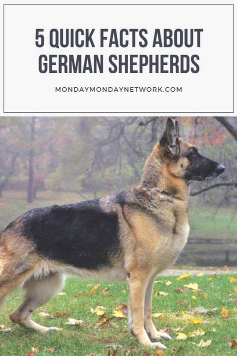 5 Quick Facts About German Shepherds German Shepherd Shepherd Pets