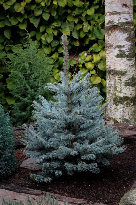 Blue Diamond Spruce Trees For Sale Online The Tree Center
