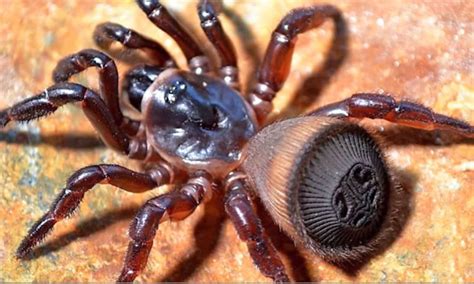 10 Deadly Spiders Of The Worlds 10 Top Trending