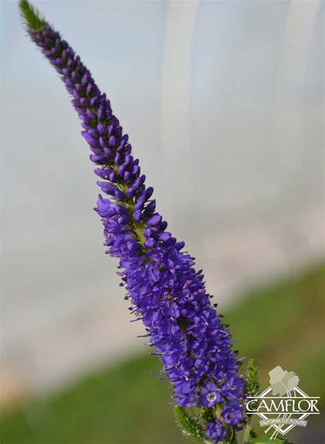 Veronica Blue Camflor Inc