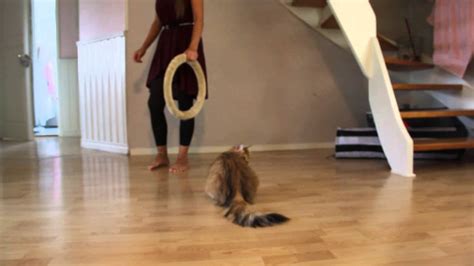 Siberian Cat Learns To Jump Through The Ring Youtube