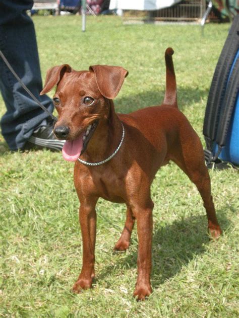 The miniature pinscher was recognized by the american kennel club in 1929 and is today one of the most popular toy show dogs. Pin by Miniature Pinscher on PINSCHER MINIATURA ...