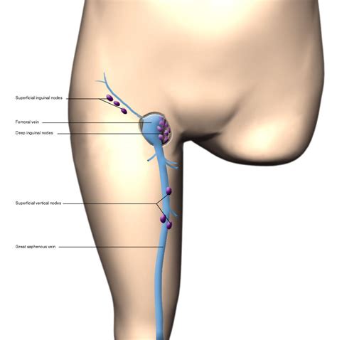 Femoral Lymph Nodes Labeled Eccles Health Sciences Library J Willard Marriott Digital Library