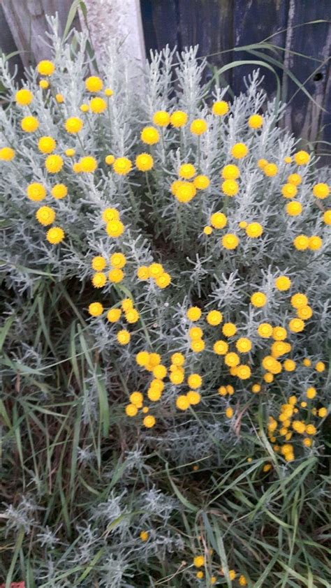 Incredible Lavender Plant Yellowing Ideas Herb Garden Planter