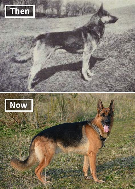 Here Are 18 Photos Showing Dog Breeds Today Vs 100 Years Ago Magazine