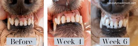 How To Treat Canine Gingivitis With Home Remedies Naturally Made Mom