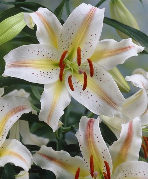 Dwarf Oriental Lily Garden Party Grows 3 4 High With Large