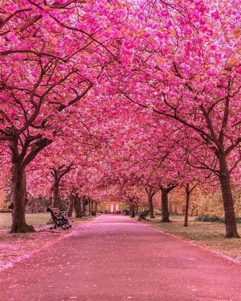 Find the best japanese cherry blossom wallpaper on getwallpapers. Best Earth Pics on Twitter: "Beautiful cherry blossom at ...