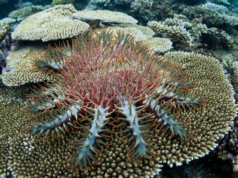 Crown Of Thorns Starfish Appearance 1 Myfishgallery