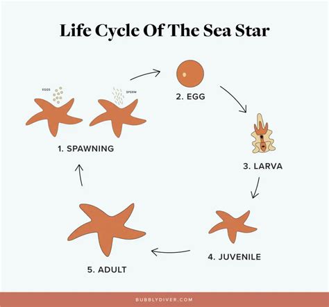 How Are Starfish Born Bubbly Diver