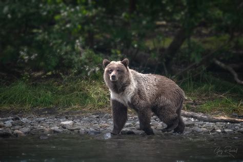 Alaska Grizzly Bears Gary Randall