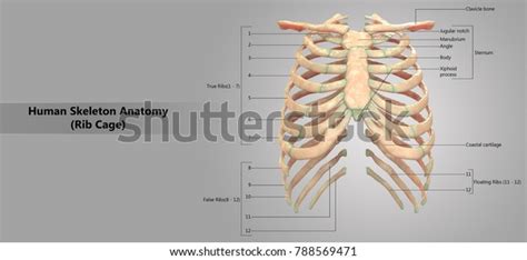 Human Skeleton System Rib Cage Labels Stock Illustration 788569471