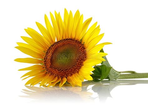 7833 Single Sunflower White Stock Photos Free And Royalty Free Stock