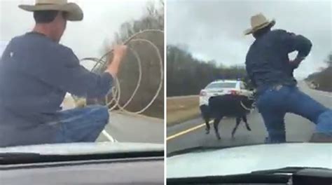 Video Of Cowboy Lassoing Runaway Calf From Cop Car Goes Viral Fox News