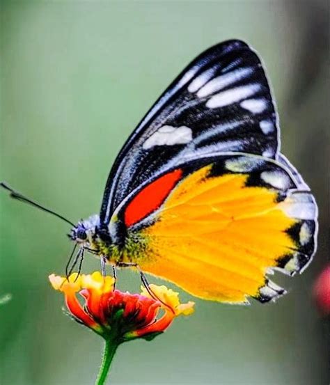 Pin By Arlindo Balisa On Borboletas Raras Beautiful Butterfly Pictures Beautiful Butterfly