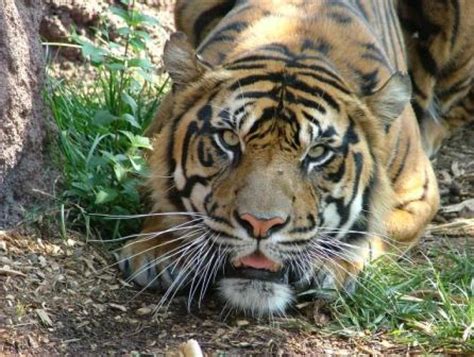 Sumatran Tiger Leaves Zoo Atlanta For National Zoo East Atlanta Ga Patch