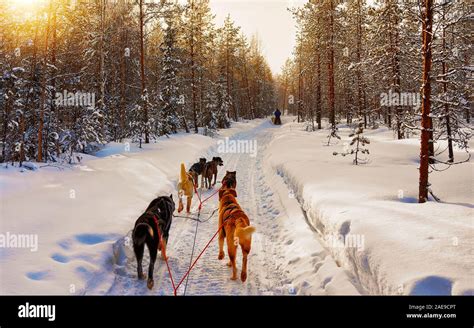 Husky Sled In Lapland In Finland Reflex Stock Photo Alamy