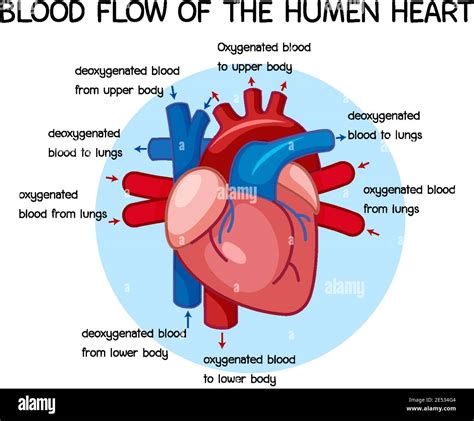 Diagram Of Blood Flow Of The Human Heart Illustration Stock Vector