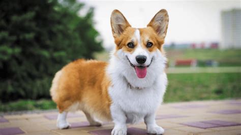 Most Friendly Dog Breeds In The World F